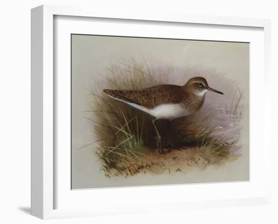 A Common Sandpiper-Archibald Thorburn-Framed Giclee Print