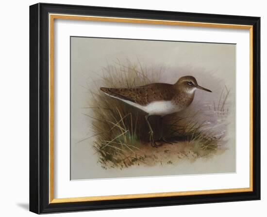 A Common Sandpiper-Archibald Thorburn-Framed Giclee Print