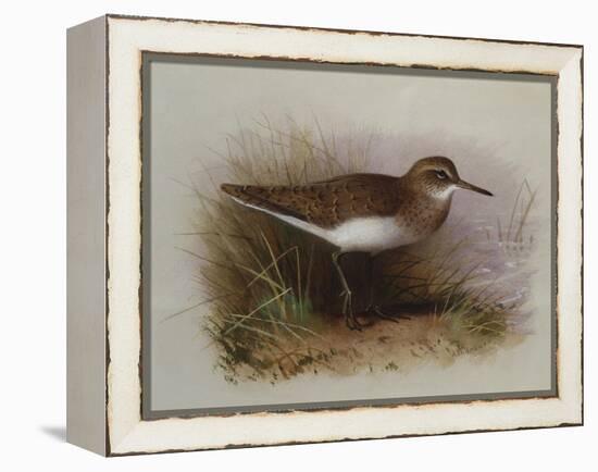 A Common Sandpiper-Archibald Thorburn-Framed Premier Image Canvas