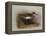 A Common Sandpiper-Archibald Thorburn-Framed Premier Image Canvas