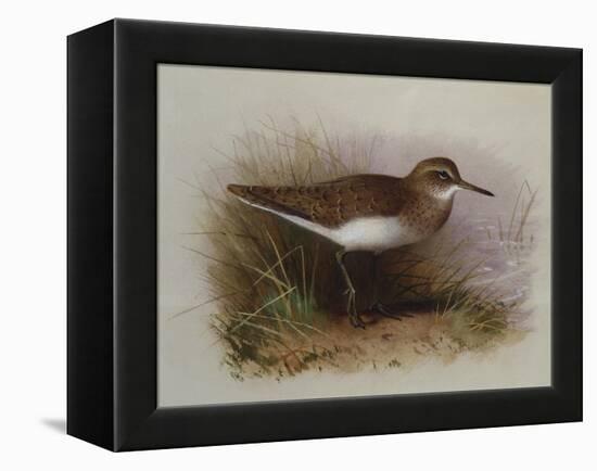 A Common Sandpiper-Archibald Thorburn-Framed Premier Image Canvas