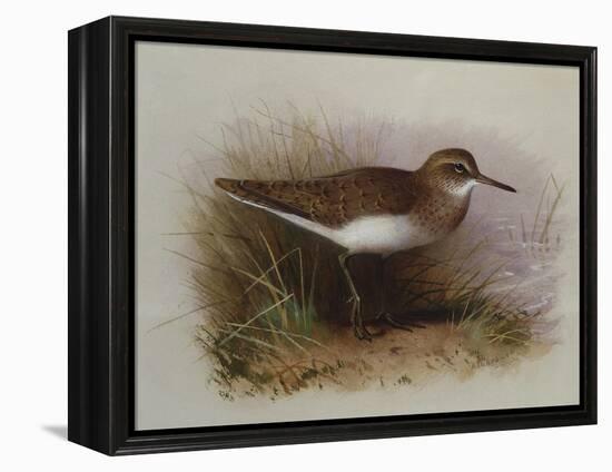 A Common Sandpiper-Archibald Thorburn-Framed Premier Image Canvas