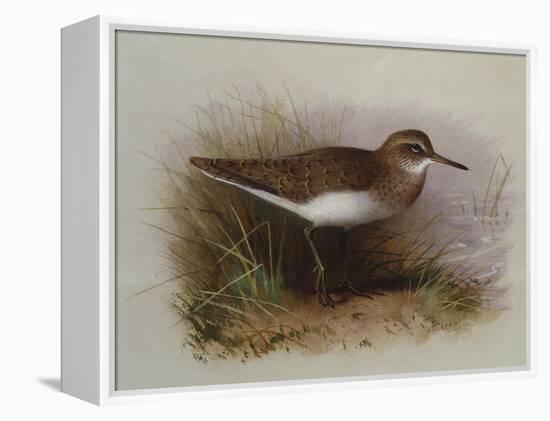 A Common Sandpiper-Archibald Thorburn-Framed Premier Image Canvas