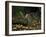 A Compsognathus Prepares to Swallow a Small Lizard-Stocktrek Images-Framed Photographic Print