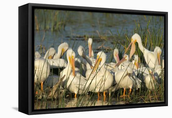 A Congregation of White Pelicans, Viera Wetlands, Florida-Maresa Pryor-Framed Premier Image Canvas