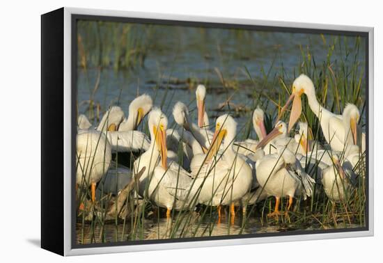 A Congregation of White Pelicans, Viera Wetlands, Florida-Maresa Pryor-Framed Premier Image Canvas