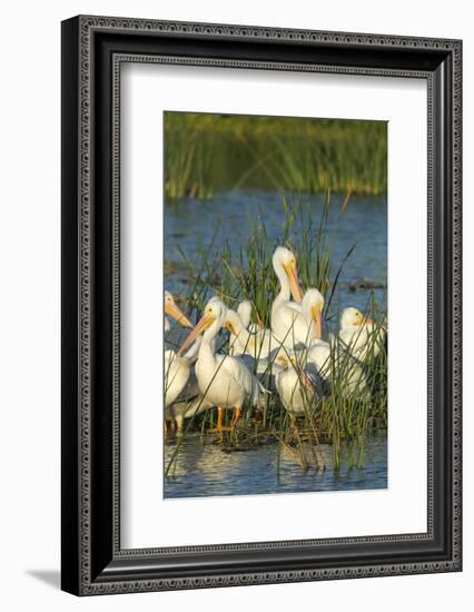 A Congregation of White Pelicans, Viera Wetlands, Florida-Maresa Pryor-Framed Photographic Print