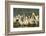 A Congregation of White Pelicans, Viera Wetlands, Florida-Maresa Pryor-Framed Photographic Print