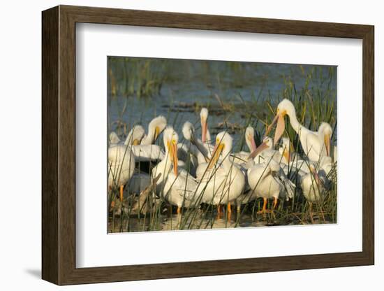 A Congregation of White Pelicans, Viera Wetlands, Florida-Maresa Pryor-Framed Photographic Print