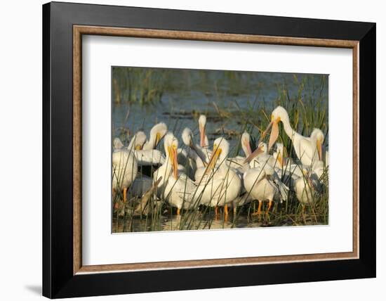 A Congregation of White Pelicans, Viera Wetlands, Florida-Maresa Pryor-Framed Photographic Print