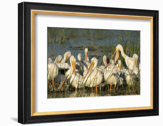 A Congregation of White Pelicans, Viera Wetlands, Florida-Maresa Pryor-Framed Photographic Print