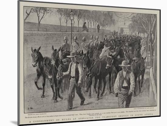 A Consignment of Mules at Gibraltar for Transport Service in South Africa-John Charlton-Mounted Giclee Print