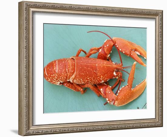 A Cooked Lobster-Alain Caste-Framed Photographic Print