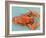 A Cooked Lobster-Alain Caste-Framed Photographic Print