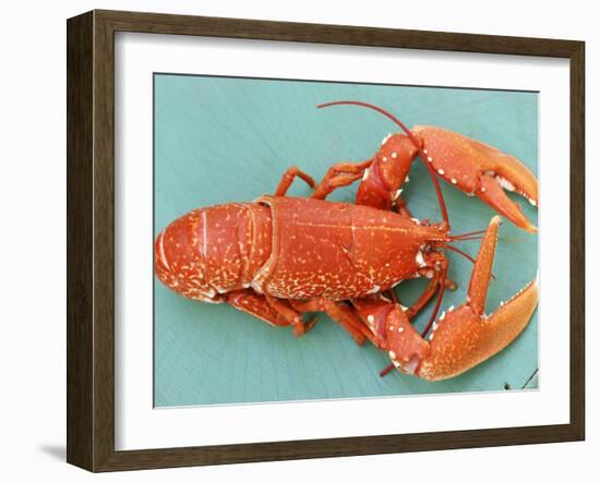 A Cooked Lobster-Alain Caste-Framed Photographic Print