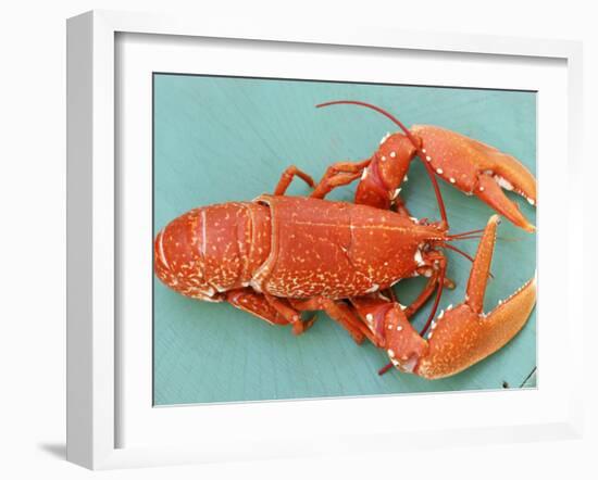 A Cooked Lobster-Alain Caste-Framed Photographic Print