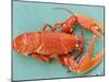 A Cooked Lobster-Alain Caste-Mounted Photographic Print