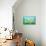 A Cool Idea - Turtle-Elisa Chavarri-Giclee Print displayed on a wall