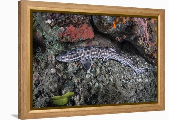 A Coral Catshark Lays on the Seafloor of Lembeh Strait, Indonesia-Stocktrek Images-Framed Premier Image Canvas