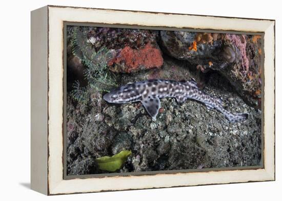 A Coral Catshark Lays on the Seafloor of Lembeh Strait, Indonesia-Stocktrek Images-Framed Premier Image Canvas