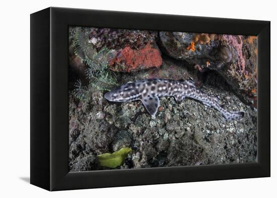 A Coral Catshark Lays on the Seafloor of Lembeh Strait, Indonesia-Stocktrek Images-Framed Premier Image Canvas