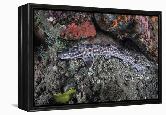 A Coral Catshark Lays on the Seafloor of Lembeh Strait, Indonesia-Stocktrek Images-Framed Premier Image Canvas