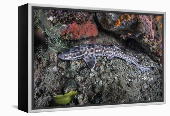 A Coral Catshark Lays on the Seafloor of Lembeh Strait, Indonesia-Stocktrek Images-Framed Premier Image Canvas