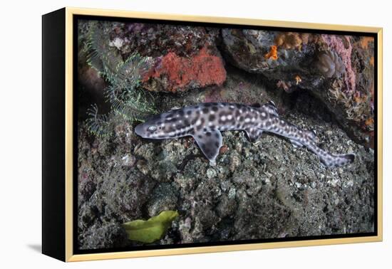 A Coral Catshark Lays on the Seafloor of Lembeh Strait, Indonesia-Stocktrek Images-Framed Premier Image Canvas