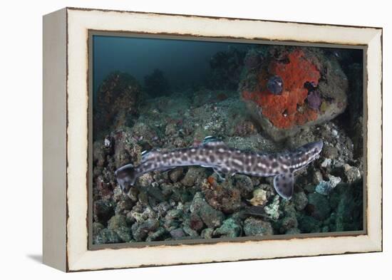 A Coral Catshark Lays on the Seafloor of Lembeh Strait, Indonesia-Stocktrek Images-Framed Premier Image Canvas