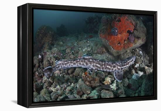 A Coral Catshark Lays on the Seafloor of Lembeh Strait, Indonesia-Stocktrek Images-Framed Premier Image Canvas