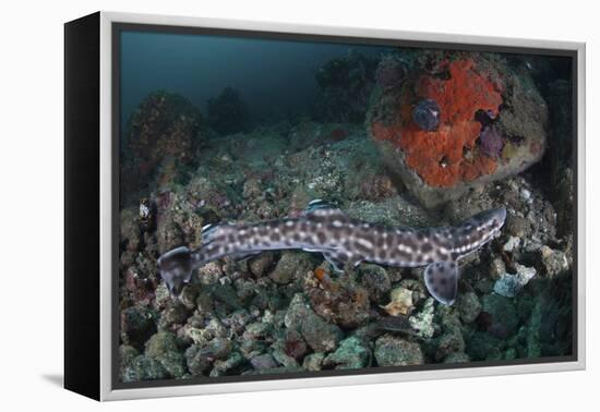 A Coral Catshark Lays on the Seafloor of Lembeh Strait, Indonesia-Stocktrek Images-Framed Premier Image Canvas