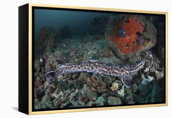 A Coral Catshark Lays on the Seafloor of Lembeh Strait, Indonesia-Stocktrek Images-Framed Premier Image Canvas