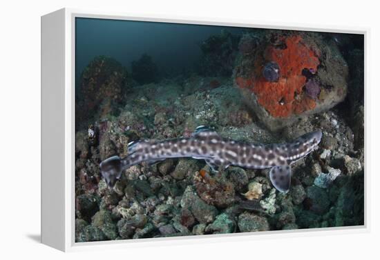 A Coral Catshark Lays on the Seafloor of Lembeh Strait, Indonesia-Stocktrek Images-Framed Premier Image Canvas