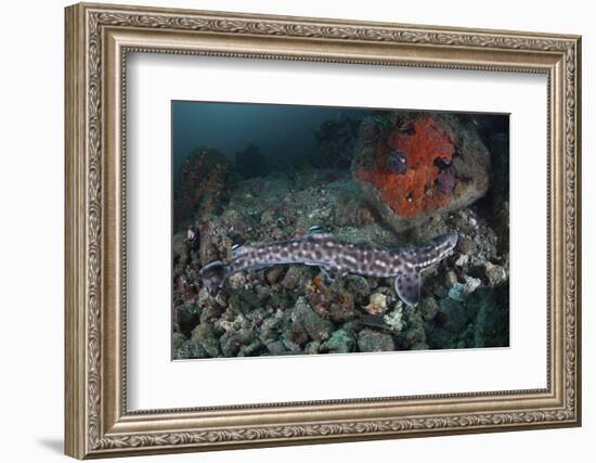 A Coral Catshark Lays on the Seafloor of Lembeh Strait, Indonesia-Stocktrek Images-Framed Photographic Print