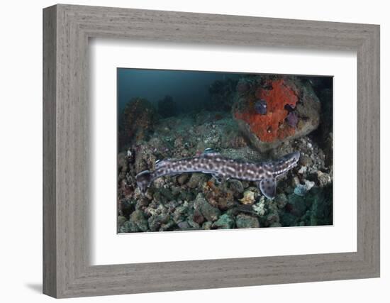 A Coral Catshark Lays on the Seafloor of Lembeh Strait, Indonesia-Stocktrek Images-Framed Photographic Print