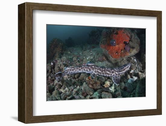 A Coral Catshark Lays on the Seafloor of Lembeh Strait, Indonesia-Stocktrek Images-Framed Photographic Print