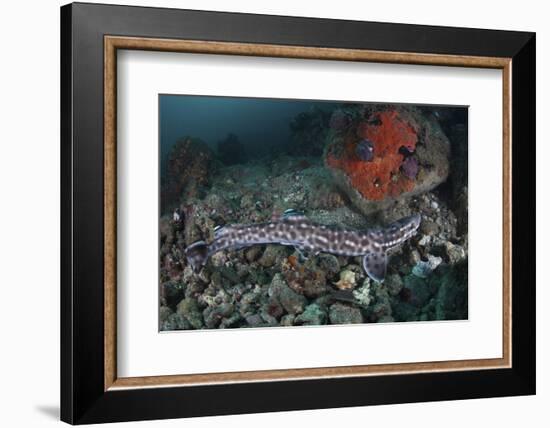 A Coral Catshark Lays on the Seafloor of Lembeh Strait, Indonesia-Stocktrek Images-Framed Photographic Print