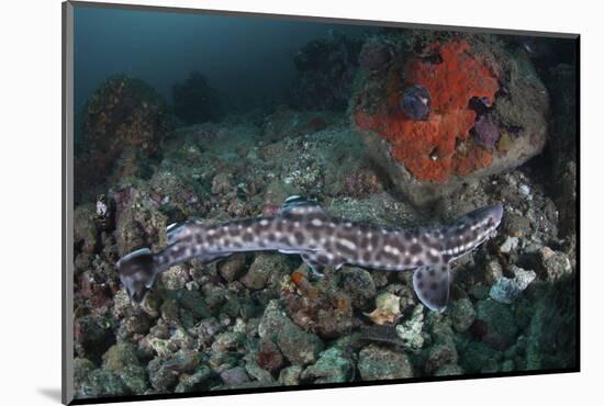 A Coral Catshark Lays on the Seafloor of Lembeh Strait, Indonesia-Stocktrek Images-Mounted Photographic Print