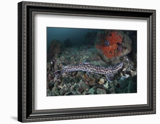 A Coral Catshark Lays on the Seafloor of Lembeh Strait, Indonesia-Stocktrek Images-Framed Photographic Print