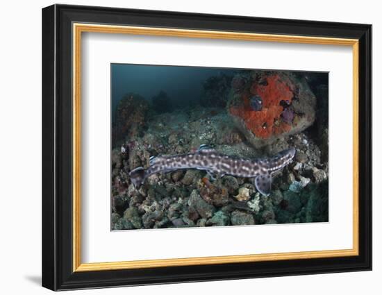 A Coral Catshark Lays on the Seafloor of Lembeh Strait, Indonesia-Stocktrek Images-Framed Photographic Print