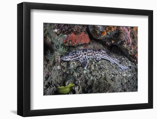 A Coral Catshark Lays on the Seafloor of Lembeh Strait, Indonesia-Stocktrek Images-Framed Photographic Print