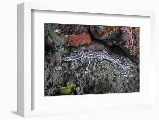 A Coral Catshark Lays on the Seafloor of Lembeh Strait, Indonesia-Stocktrek Images-Framed Photographic Print