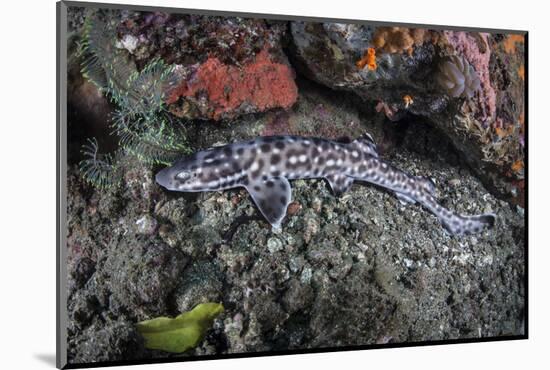 A Coral Catshark Lays on the Seafloor of Lembeh Strait, Indonesia-Stocktrek Images-Mounted Photographic Print