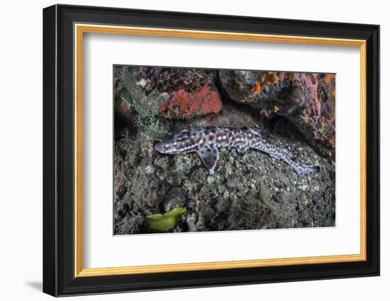 A Coral Catshark Lays on the Seafloor of Lembeh Strait, Indonesia-Stocktrek Images-Framed Photographic Print