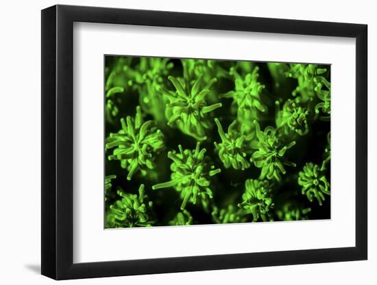 A Coral Colony Fluoresces as Uv Light Is Shown Upon It-Stocktrek Images-Framed Photographic Print