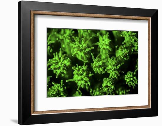 A Coral Colony Fluoresces as Uv Light Is Shown Upon It-Stocktrek Images-Framed Photographic Print