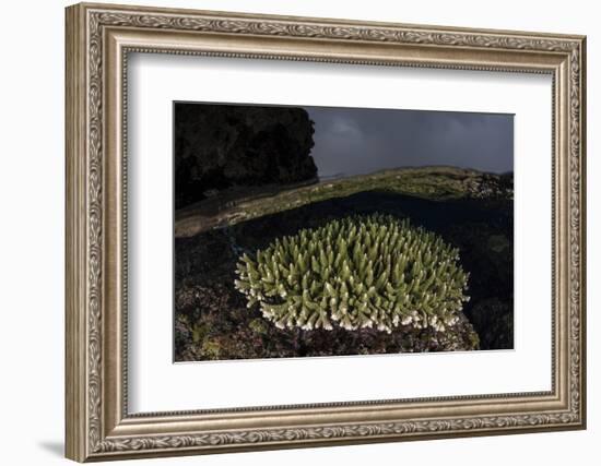 A Coral Colony Grows in Shallow Water in the Solomon Islands-Stocktrek Images-Framed Photographic Print