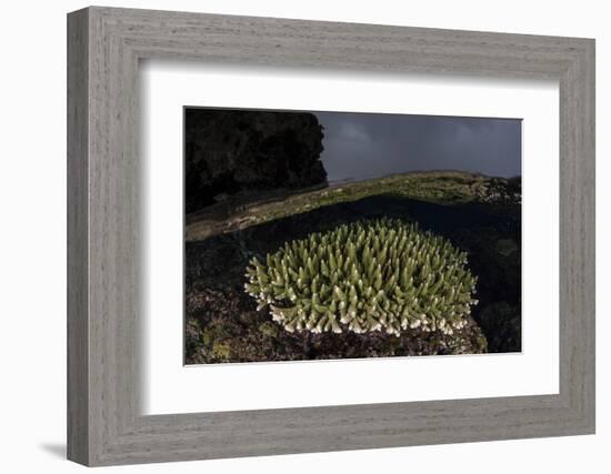 A Coral Colony Grows in Shallow Water in the Solomon Islands-Stocktrek Images-Framed Photographic Print