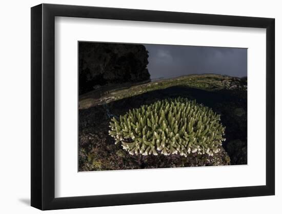 A Coral Colony Grows in Shallow Water in the Solomon Islands-Stocktrek Images-Framed Photographic Print