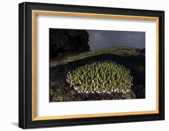A Coral Colony Grows in Shallow Water in the Solomon Islands-Stocktrek Images-Framed Photographic Print